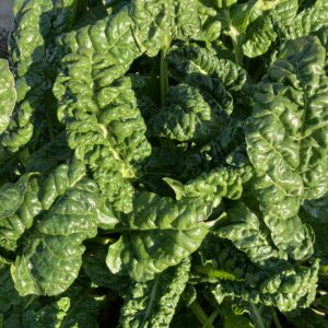 Spinach – Bunch 500g