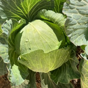 Cabbage