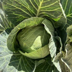 Cabbage